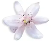 Mustang BLACK SIGNATURE pánska toaletná voda