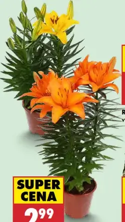 Ľalia ázijská v kvetináči