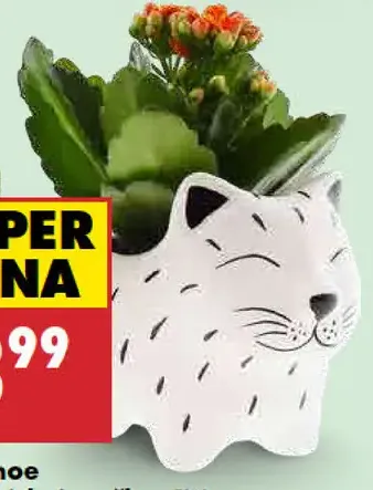 Kalanchoe v keramickej mačke