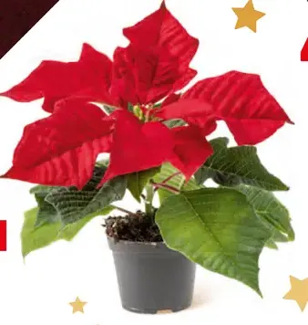 Vianočná miniruža