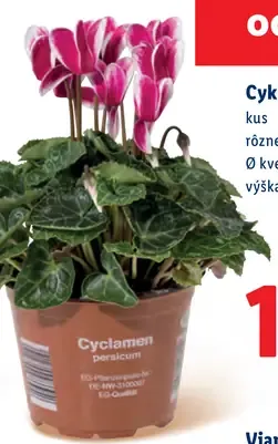 Cyclamen