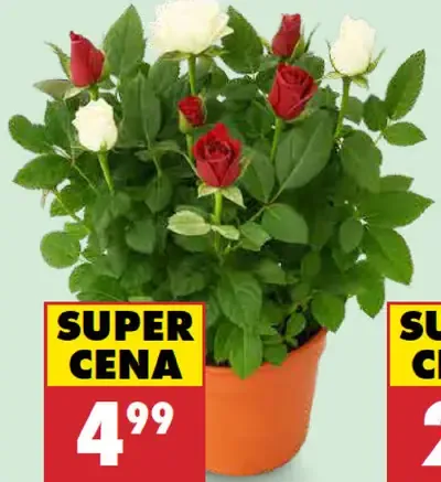 Ruza duo v kvetináči