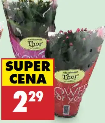 Vianočný kaktus v kvetináči