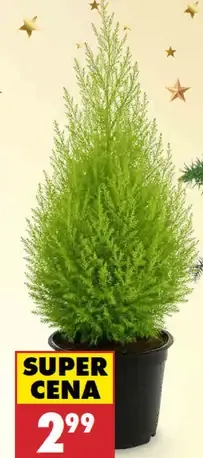 Cypruštek goldcrest wilma v kvetináči