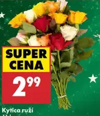 Arauária v kvetináči