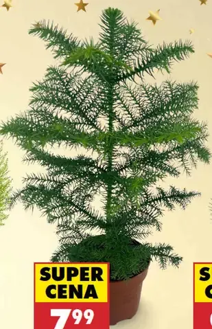 Borovica píniová silver crest v košíku