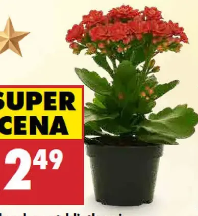 Kalanchoe s trblietkami v kvetináči