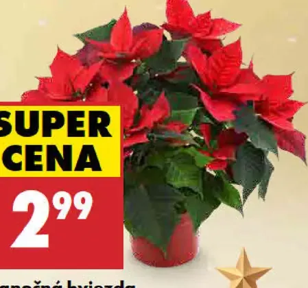 Vianočná hviezda v kvetináči