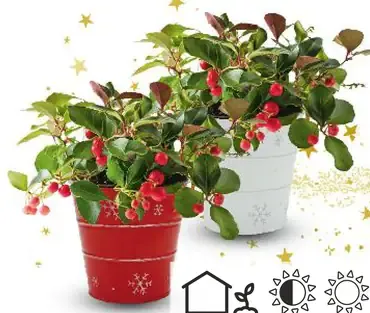 Gaultéria v zinkovom kvetináči