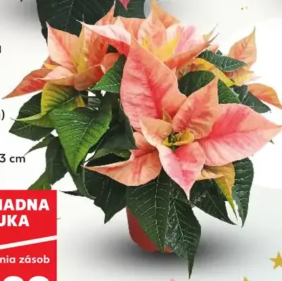 Vianočná hviezda farebná