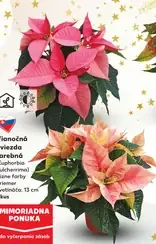 Mini vianočná hviezda