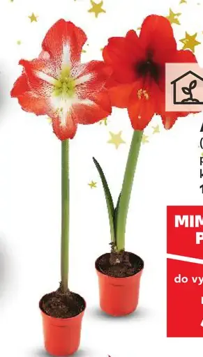Amarylis (Amaryllis)