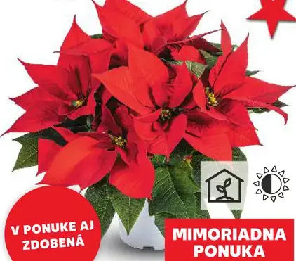 Vianočná hviezda (Euphorbia pulcherrima)