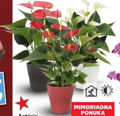 Antúria v keramickom kvetináči (Anthurium andraeanum)