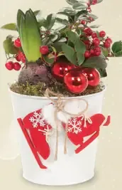Vianočná kompozícia gaulthéria a hyacint v zinkovom kvetináči