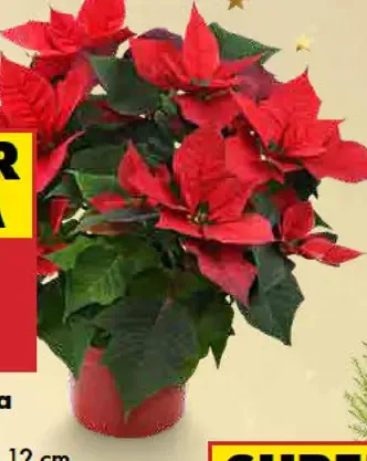 Vianočná ruža v kvetináči