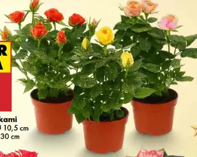 Ruže s trblietkami v kvetináči