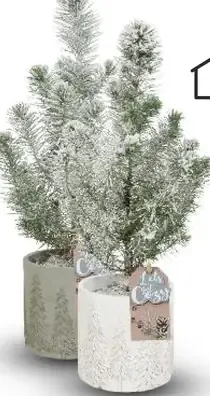 Borovica píniová 'Silver Crest'