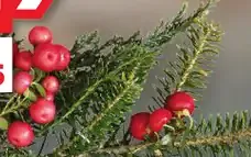 Staročeský medovník dukátik