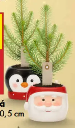 Borovica píniová v keramike