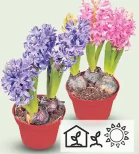 Hyacinty
