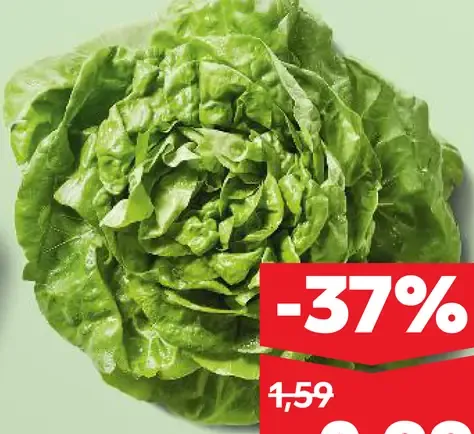 Šalát hlávkový čerstvý