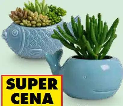 Sukulenty mix v morskej keramike