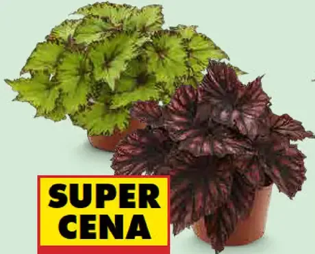 Begónia rex mix v kvetináči