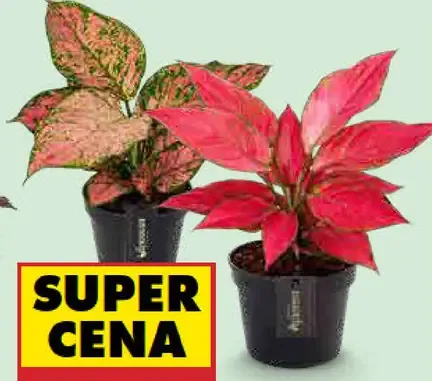 Aglaonema mix v kvetináči