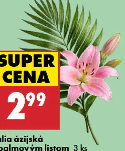 Lalia ázijská s palmovým listom