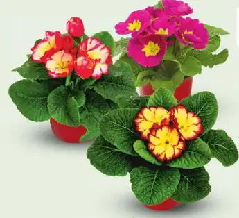 Prvosienka bezbyľová Primula acaulis kvitnúca rastlina