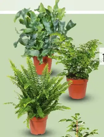 Papraď Nephrolepis izbová zelená rastlina rôzne druhy