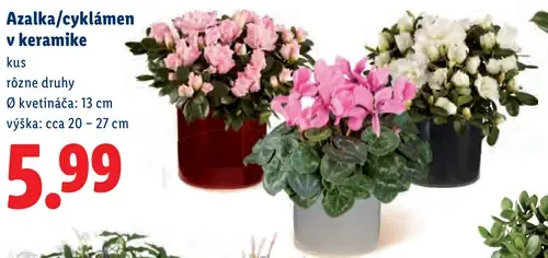 Azalka alebo cyklámen v keramike