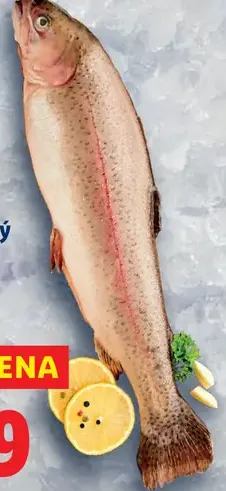 Pstruh dúhový lososovitý celý