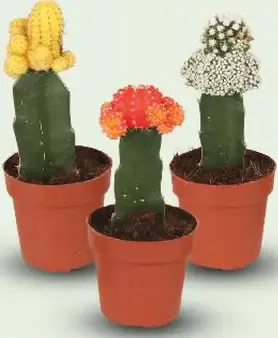 Kaktus so slamenným kvetom