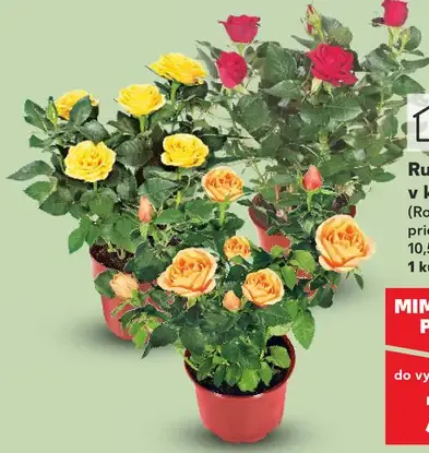 Ruža v kvetináči (Rosa hybrida)