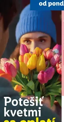 Hyacint v kvetináči