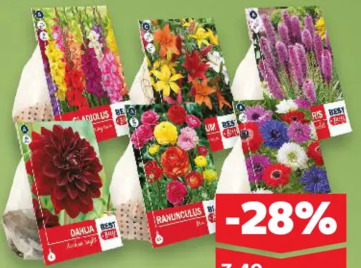 Kvety – cibuľky rôzne druhy